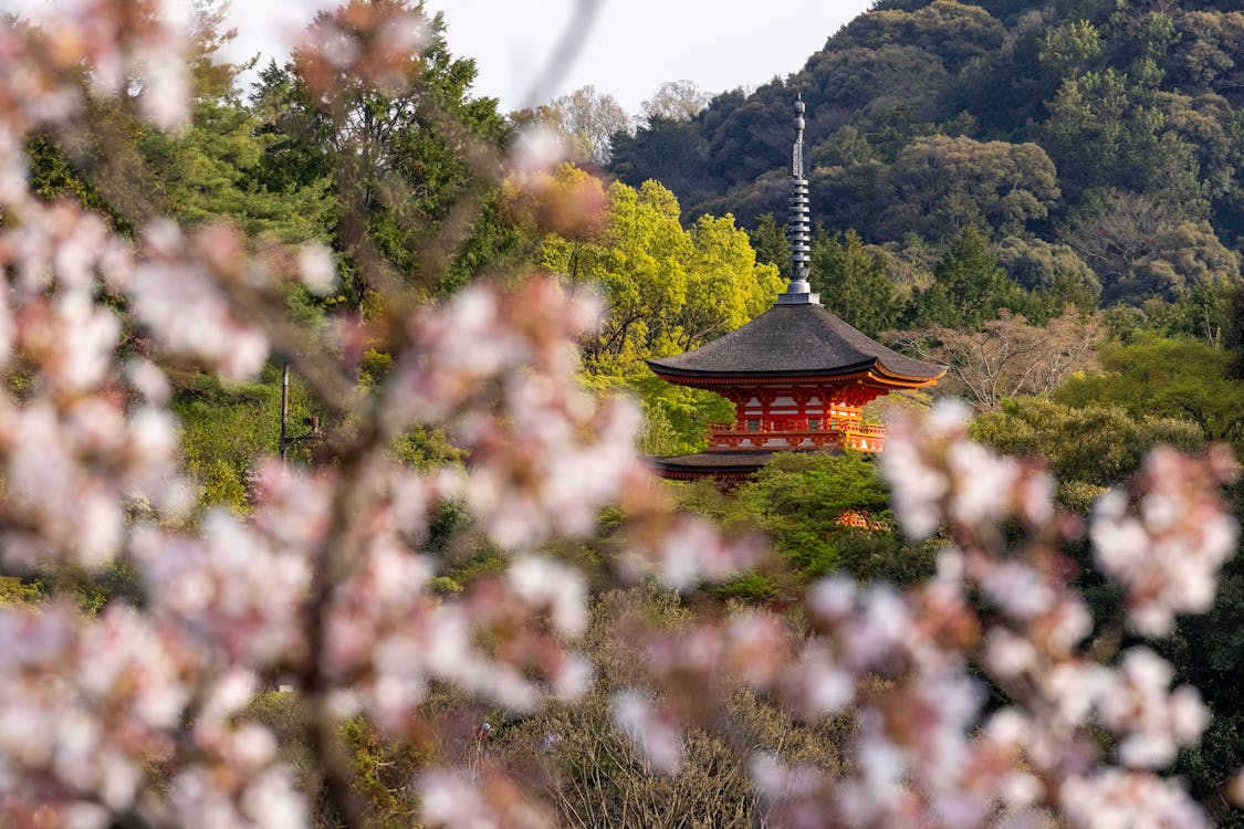 Daikaku-ji temple framed by cherry blossoms in Kyoto, Japan