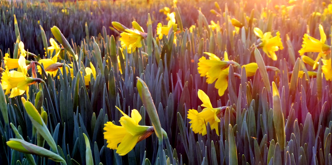 Expansive field of yellow wildflowers stretching toward distant mountains under warm light