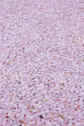 Cherry blossom petals scattered on the ground