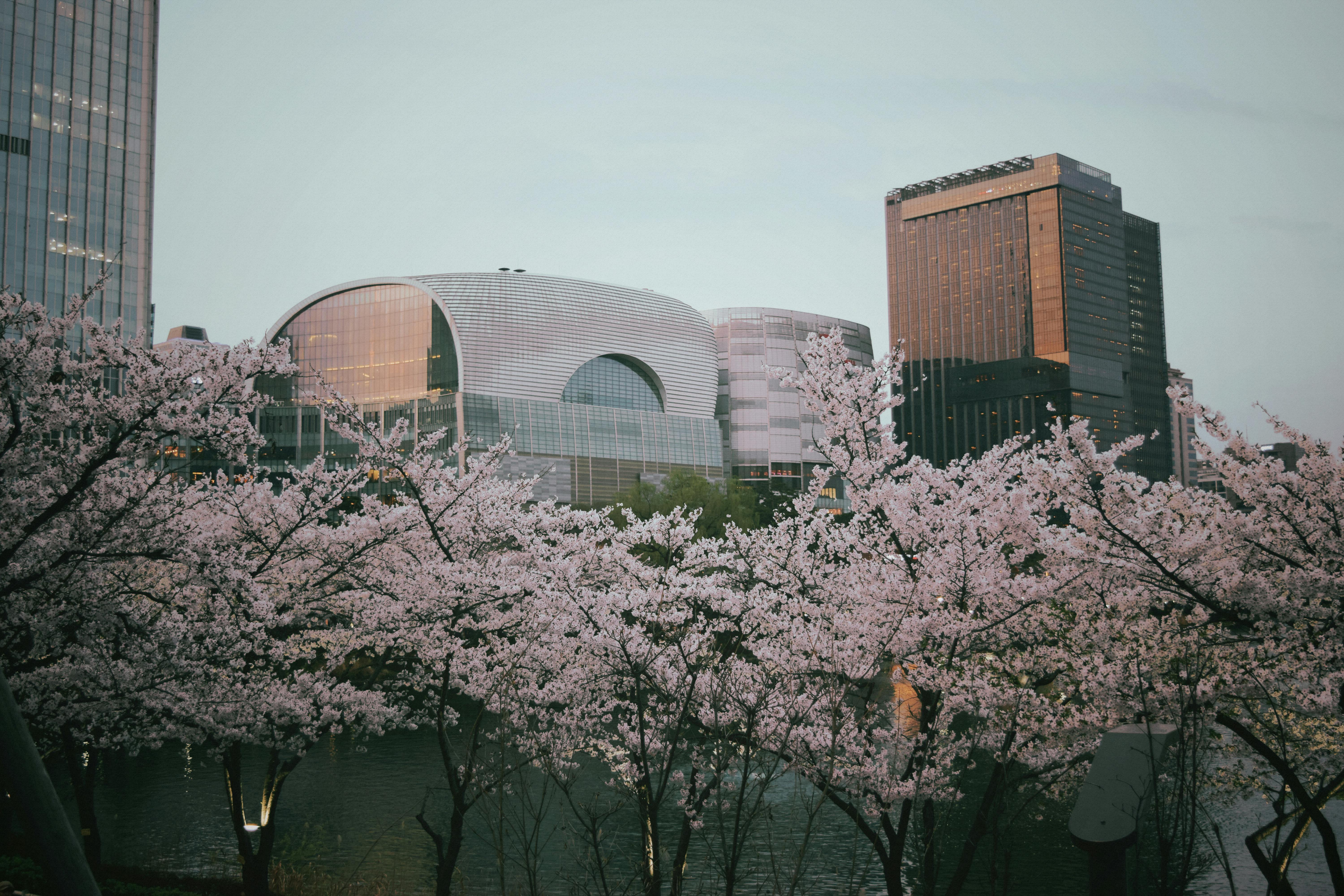 Seoul skyline framed by cherry blossoms in spring, soft pink petals against modern towers
